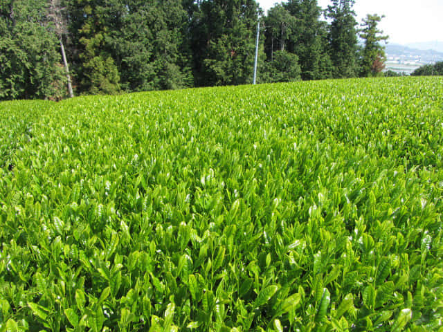 靜岡縣 牧之原大茶園