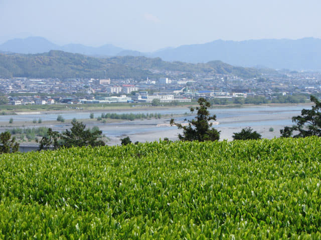 靜岡縣 牧之原大茶園 眺望大井川及島田市