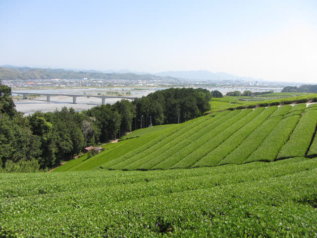 靜岡縣 牧之原大茶園