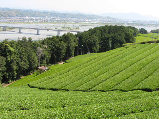 靜岡縣 牧之原大茶園