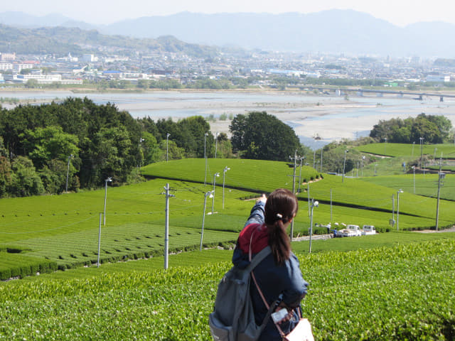 靜岡縣 牧之原大茶園 眺望大井川及島田市