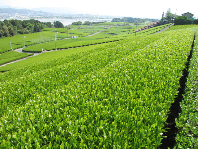 靜岡縣 牧之原大茶園