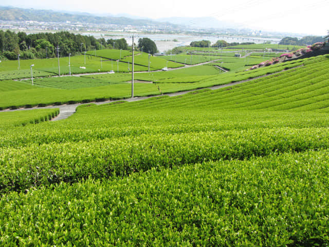 靜岡縣 牧之原大茶園