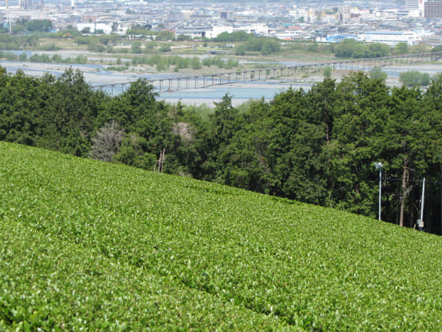 靜岡縣 牧之原大茶園