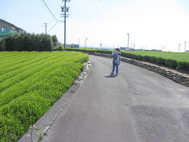 靜岡縣 牧之原大茶園