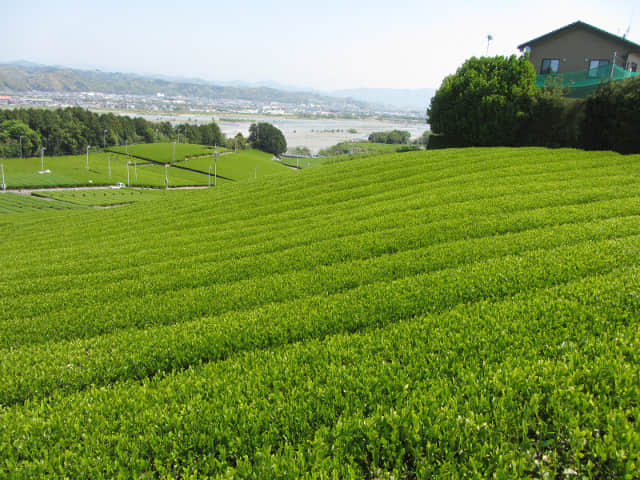 靜岡縣 牧之原大茶園