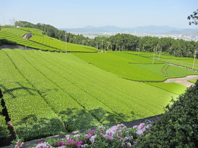 靜岡縣牧之原大茶園