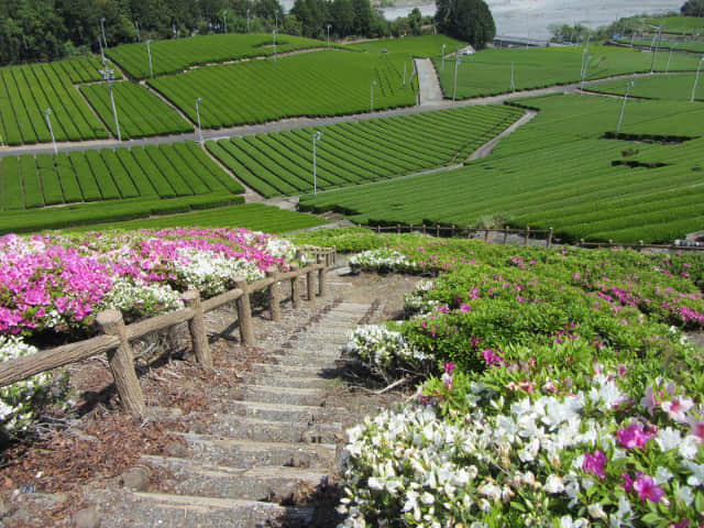 靜岡縣牧之原大茶園 中條景昭像公園