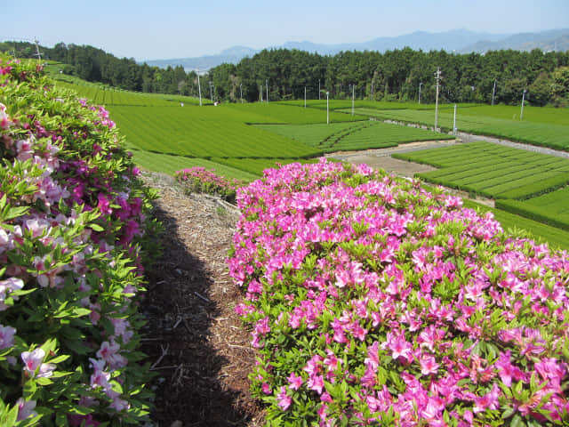 靜岡縣牧之原大茶園 中條景昭像公園