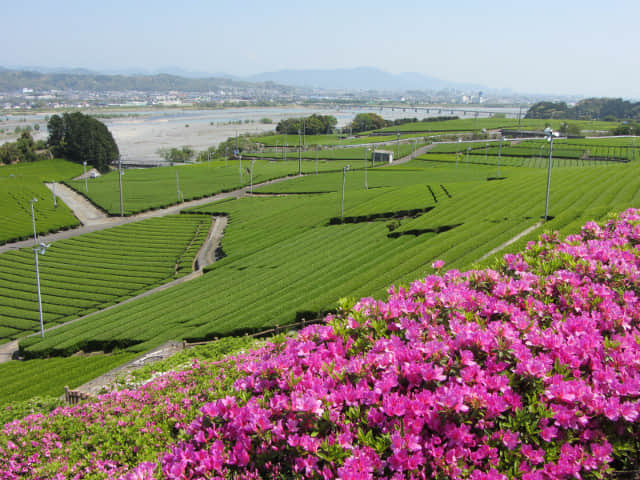 靜岡縣牧之原大茶園