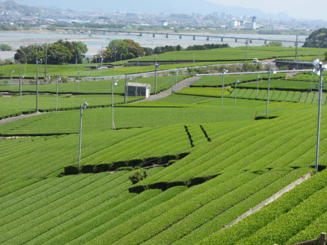 靜岡縣牧之原大茶園