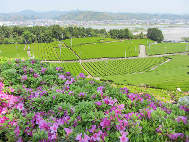 靜岡縣牧之原大茶園