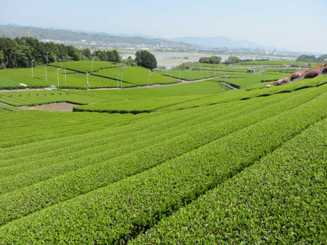 靜岡縣牧之原大茶園