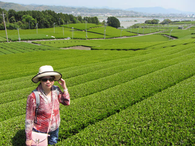 靜岡縣牧之原大茶園