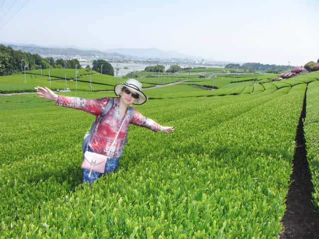 靜岡縣牧之原大茶園