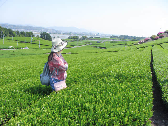 靜岡縣牧之原大茶園