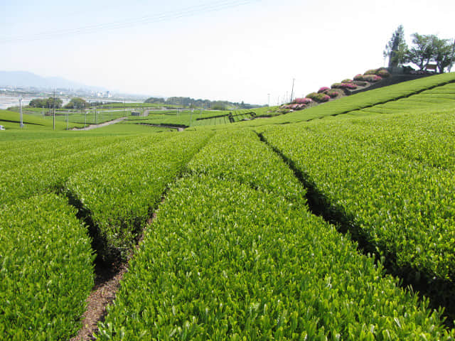 靜岡縣牧之原大茶園