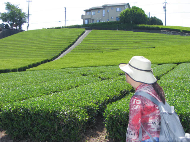 靜岡縣牧之原大茶園