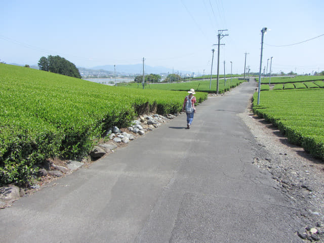 靜岡縣牧之原大茶園