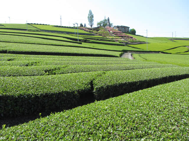 靜岡縣牧之原大茶園、中條景昭像公園