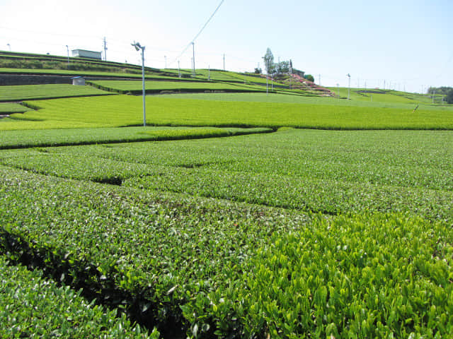 靜岡縣牧之原大茶園