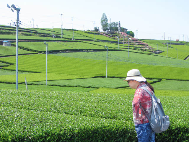 靜岡縣牧之原大茶園、中條景昭像公園