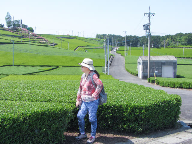 靜岡縣牧之原大茶園