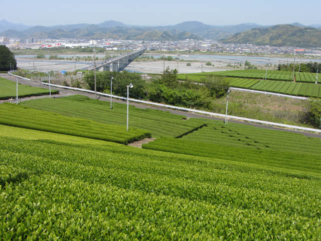 靜岡縣牧之原大茶園