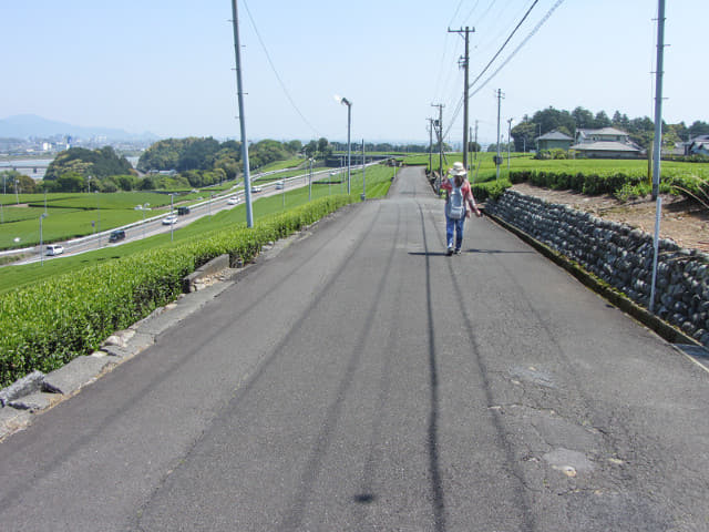 靜岡縣牧之原大茶園