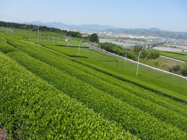 靜岡縣牧之原大茶園