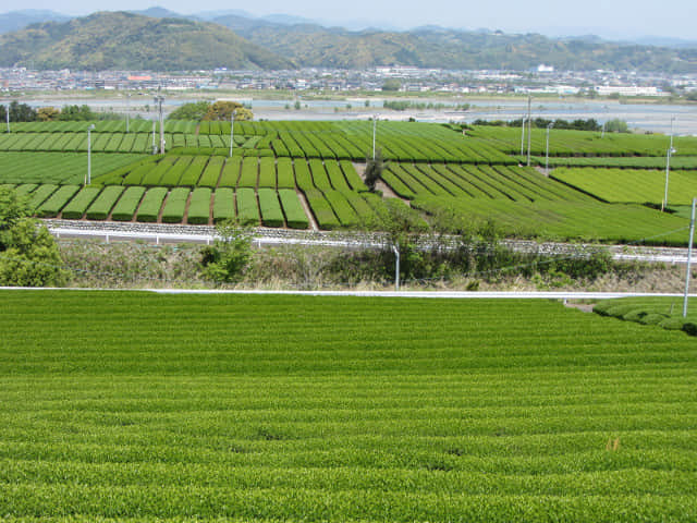 靜岡縣牧之原大茶園