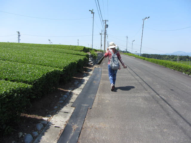 靜岡縣牧之原大茶園