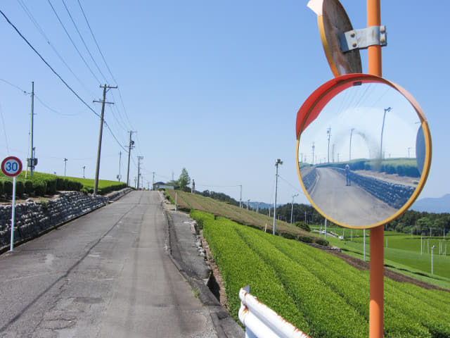 靜岡縣牧之原大茶園