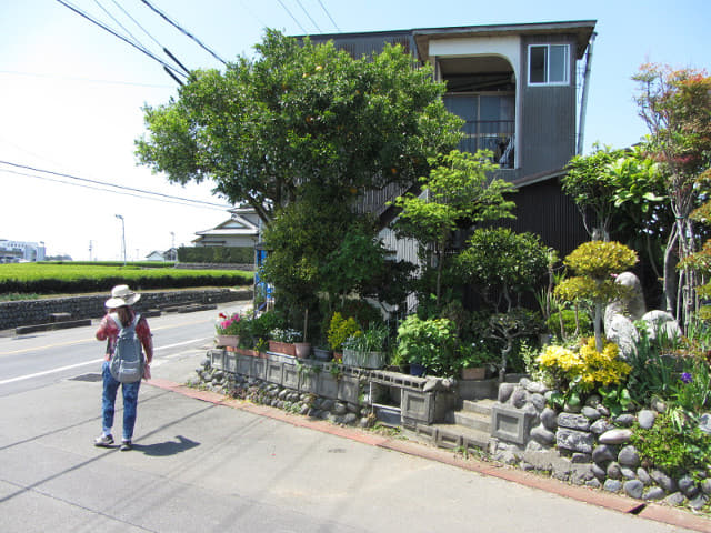 靜岡縣牧之原大茶園 遠足