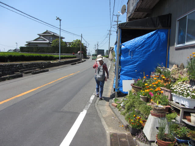 靜岡縣牧之原大茶園 遠足