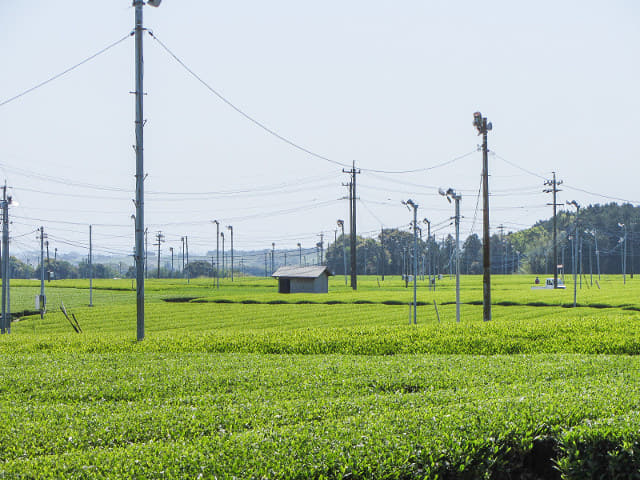 靜岡縣牧之原大茶園