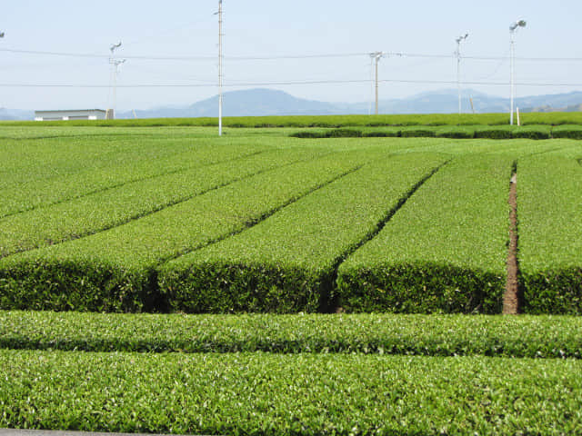 靜岡縣牧之原大茶園 遠足