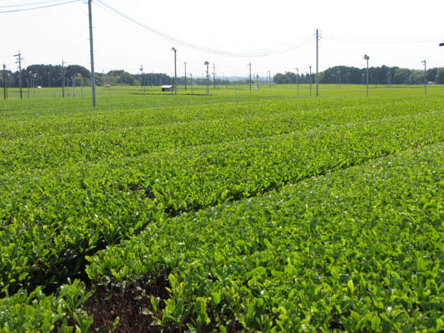 靜岡縣牧之原大茶園