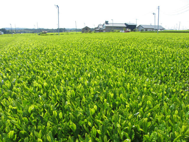 靜岡縣牧之原大茶園