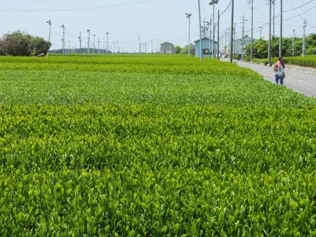 靜岡縣牧之原大茶園 遠足