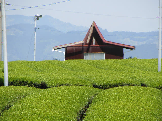 靜岡縣牧之原大茶園