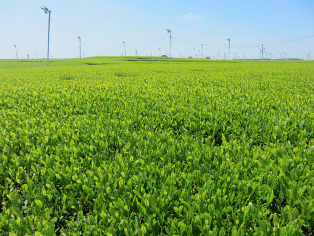 靜岡縣牧之原大茶園