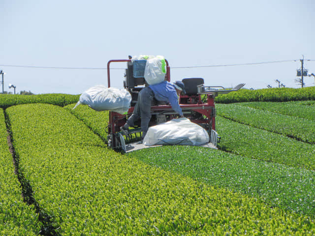 靜岡縣牧之原大茶園 茶葉收割機