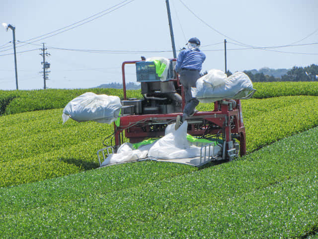 靜岡縣牧之原大茶園 茶葉收割機