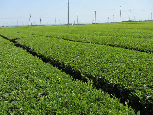 靜岡縣牧之原大茶園