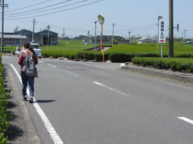 靜岡縣牧之原大茶園 蓬萊橋入口