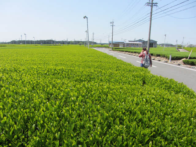 靜岡縣牧之原大茶園 遠足 蓬萊橋入口至天神社