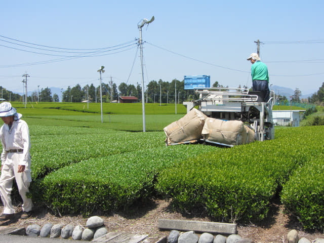 靜岡縣牧之原大茶園 茶葉收割機