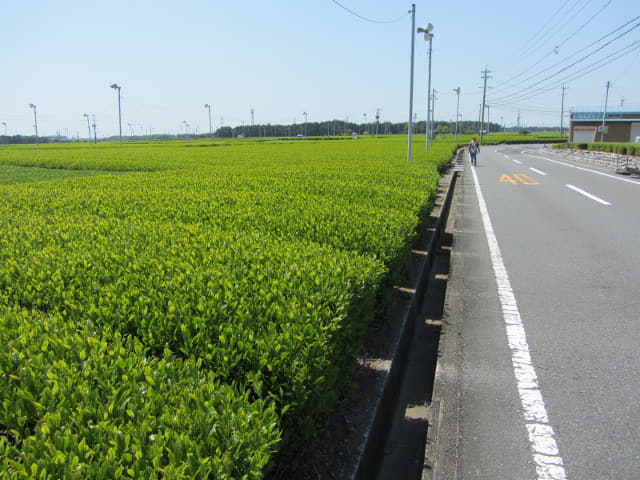 靜岡縣牧之原大茶園 遠足 蓬萊橋入口至天神社