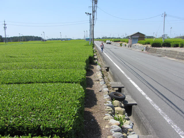 靜岡縣牧之原大茶園 遠足 蓬萊橋入口至天神社